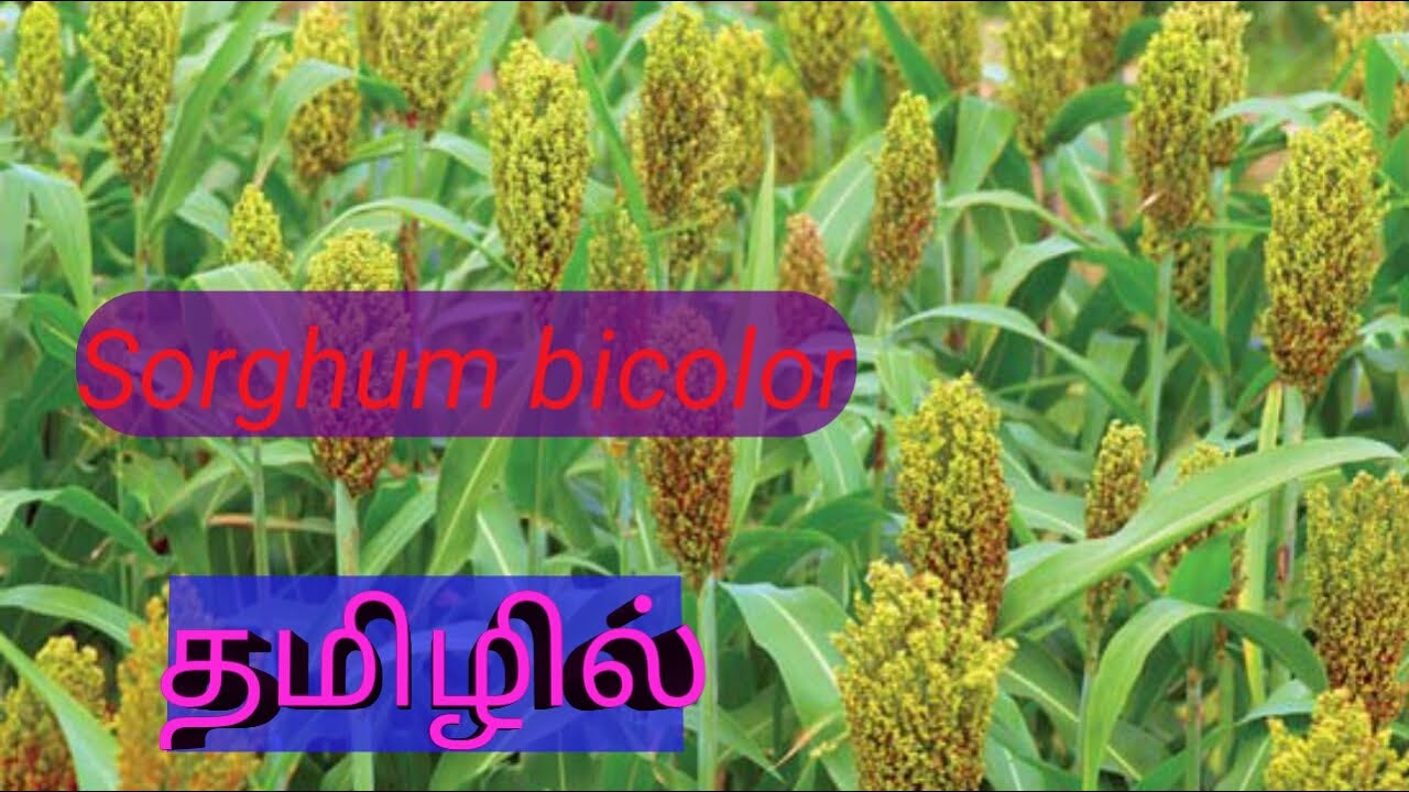 About Sorghum|Tamil|Agriculture #agriculture #agricultureintamil