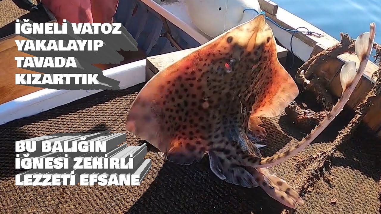 Vatoz Balığını Temizleyip Tavada Kızartma Yaptık
