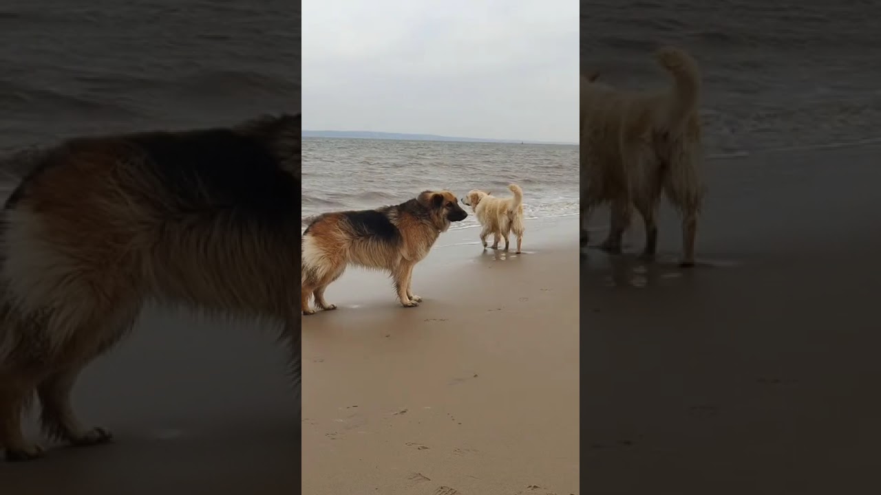 Lifes a beach 