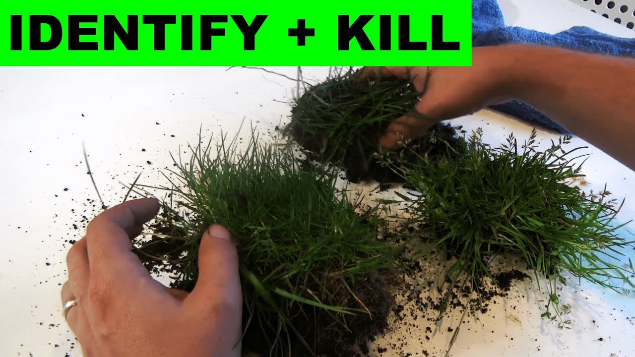 How to identify Poa trivialis and Poa Annua and how to kill them