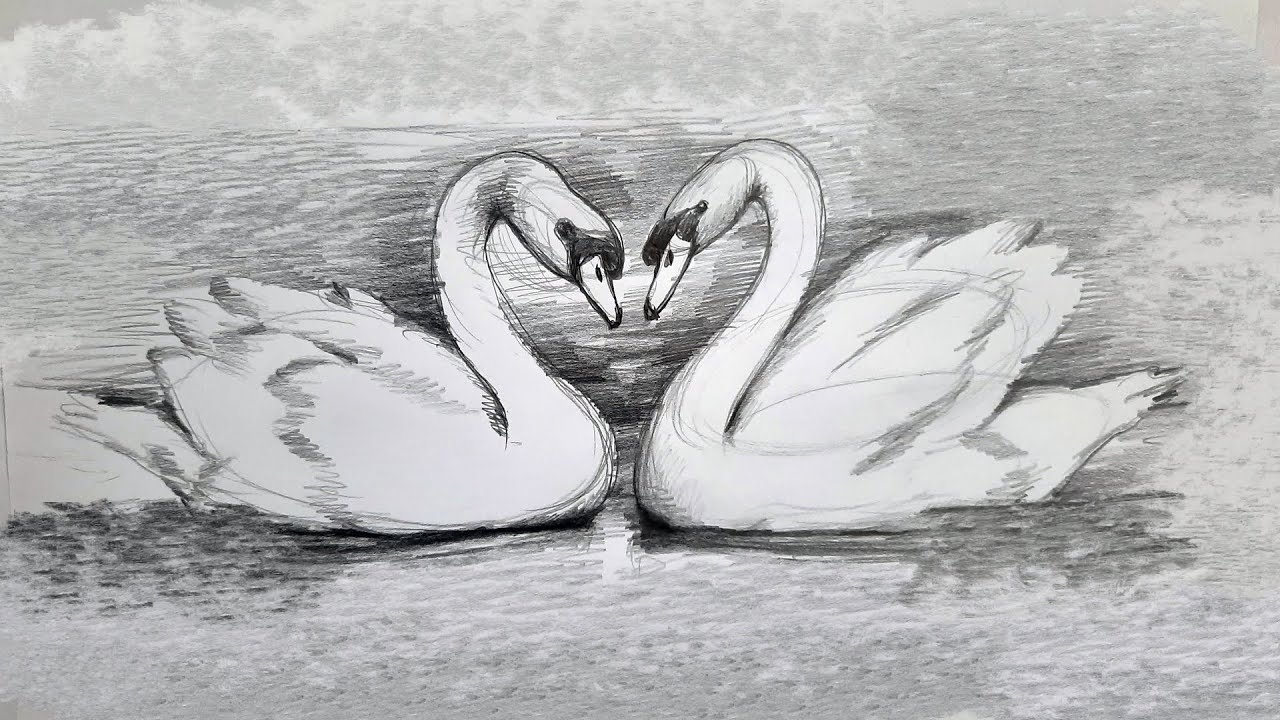 How to draw two swans by pencil | easy swan drawing with shades | pencil drawing