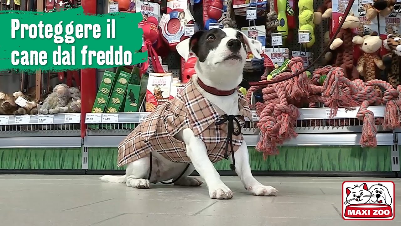 TUTORIAL: Proteggere il cane dal freddo | Maxi Zoo
