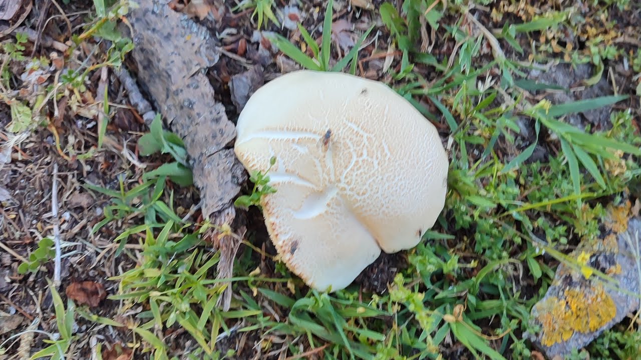 INTRODUCCIÓN A LA SETA DE CHOPO. EXCELENTE COMESTIBLE (Agrocybe aegerita)