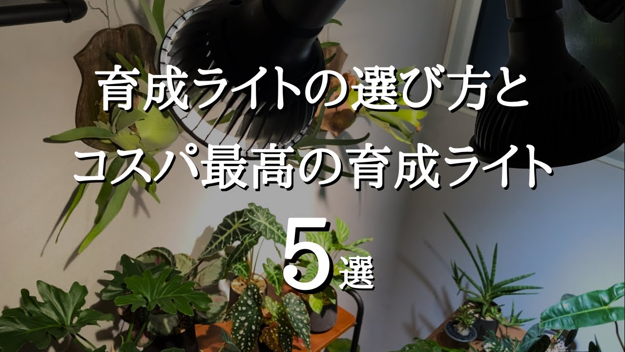 【これを選べば間違いない】観葉植物がメキメキ育つ！高コスパのおすすめ育成ライト5選とソケット3選 | 植物育成ライトの選び方と注目すべきポイント