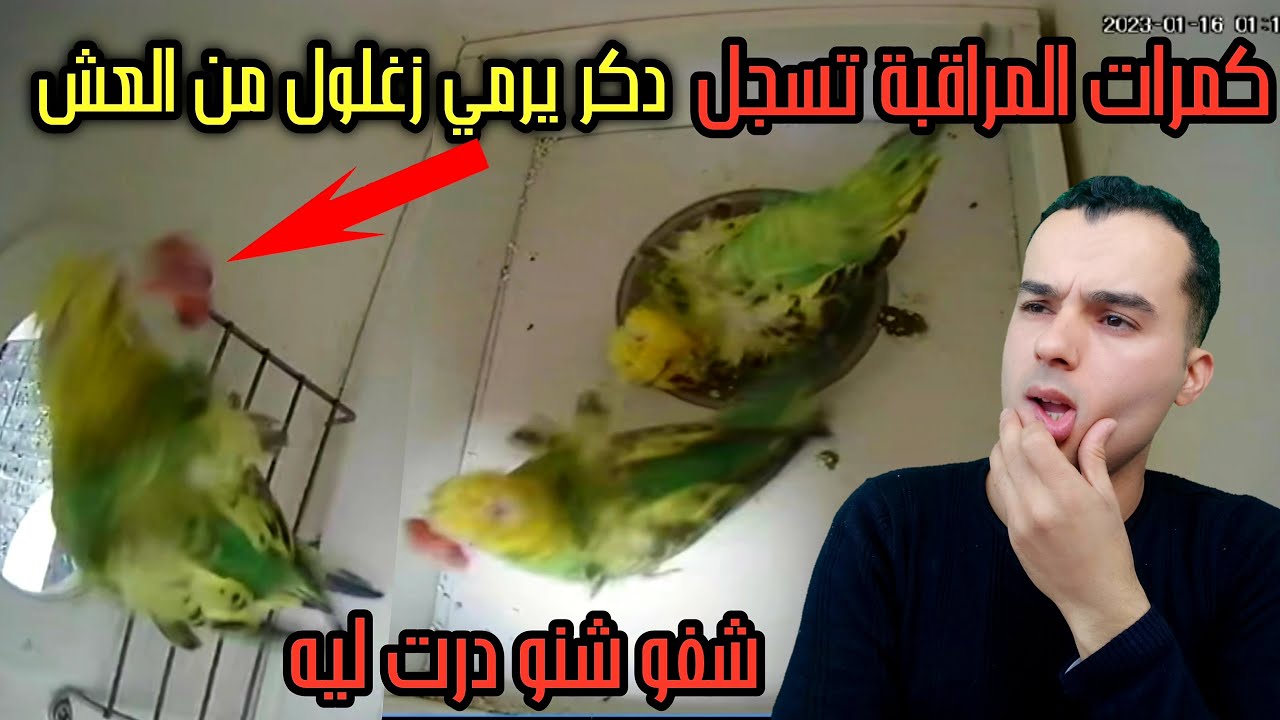 لقيت زغلول مرمي خارج العش؟ ورجعت لكمرات المراقبة تصدمت😱شفو شنو وقع؟ وشنو درت لدكر 😤