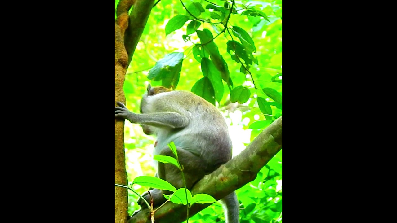 Pity Monkey's Wildlife 290