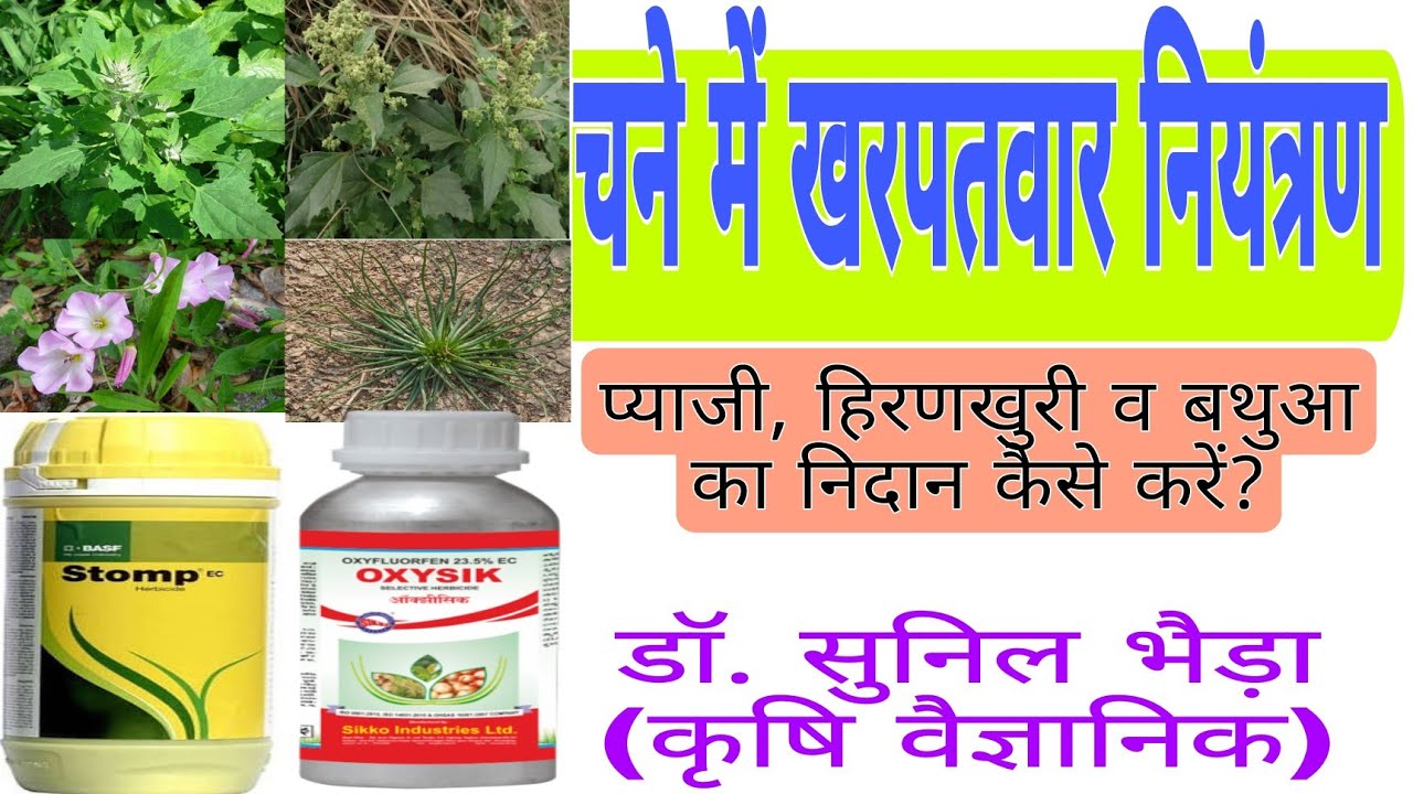 चने में खरपतवार नियंत्रण। चने में प्याजी,हिरणखुरी, बथुआ का कंट्रोल। Weed Control in Chickpea/ Gram