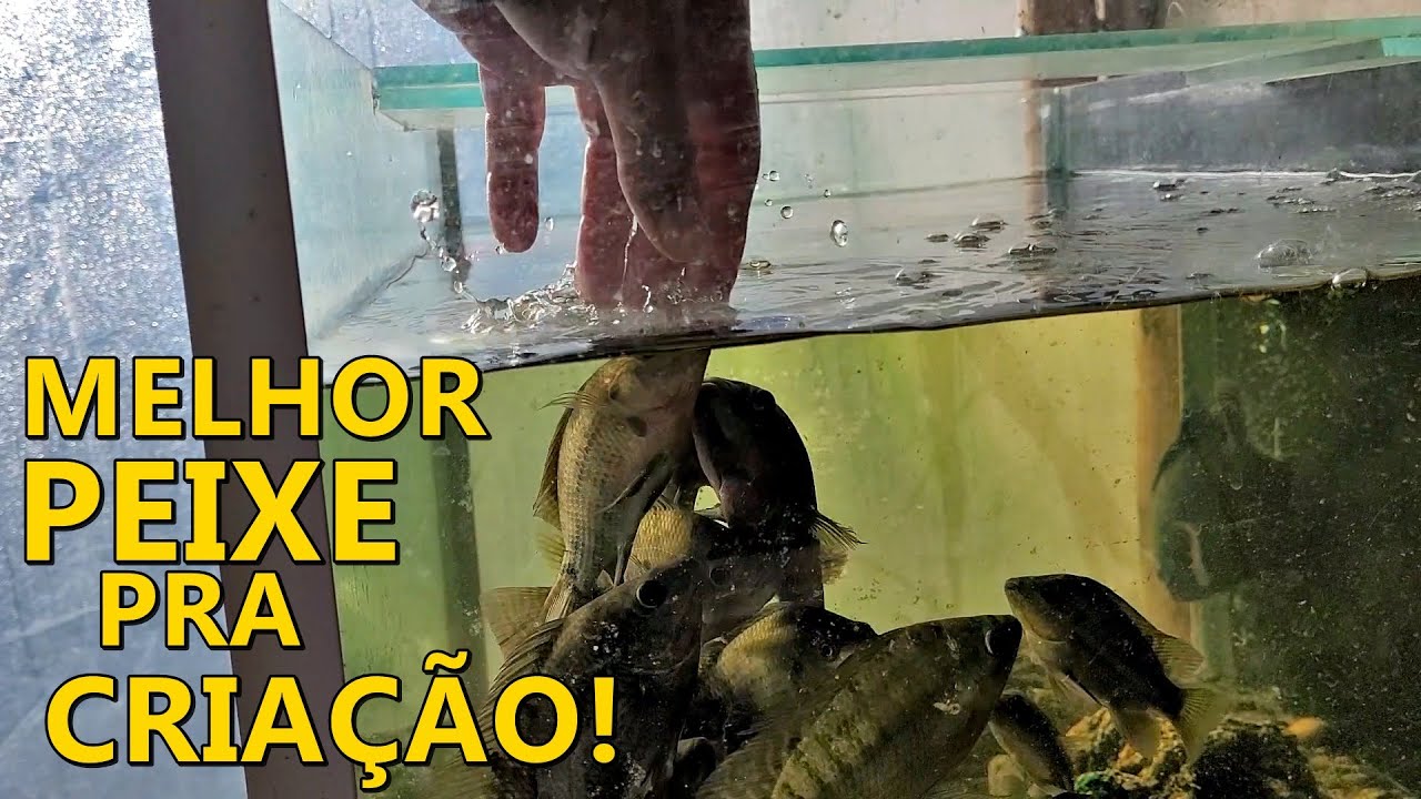 MELHOR PEIXE PRA SE CRIAR NO AQUÁRIO, TANQUES E LAGOS!