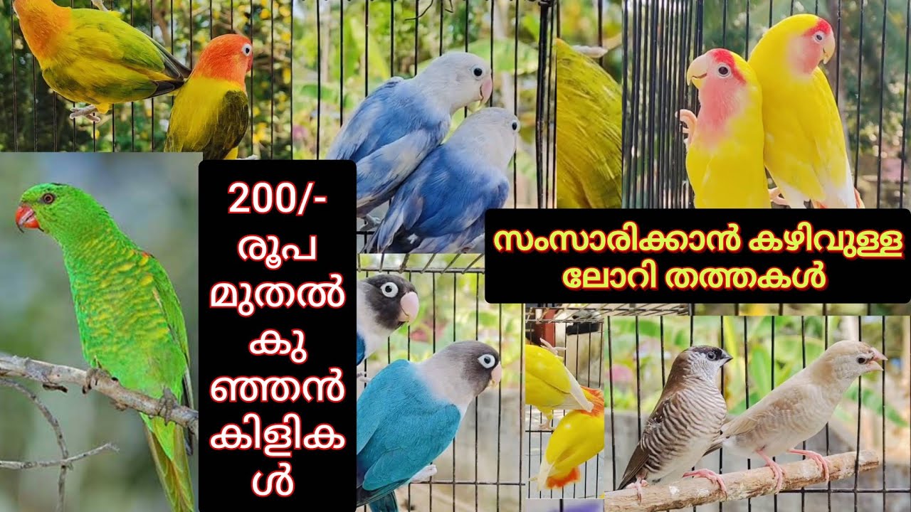 200/- രൂപ മുതൽ കുഞ്ഞൻ കിളികൾ സംസാരിക്കാൻ കഴിയുന്ന ലോറി തത്തകൾ