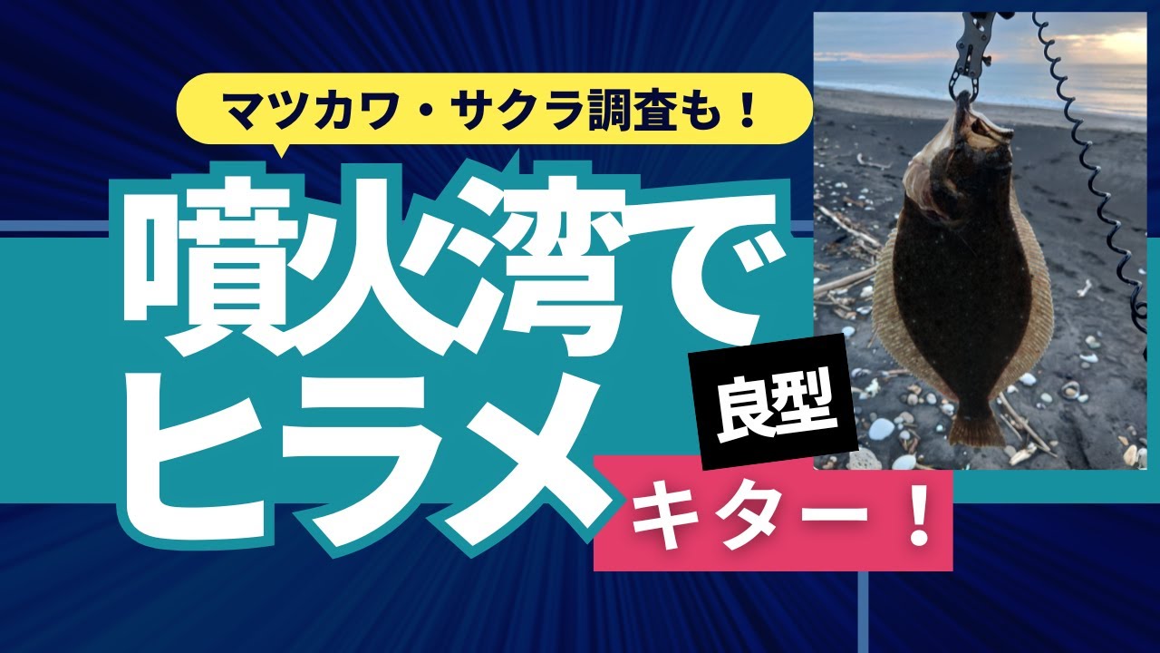 【北海道】【釣り】噴火湾で良型ヒラメget🤗マツカワ・サクラ調査も！#サーフヒラメ＃ルアーフィッシング＃投げ釣り