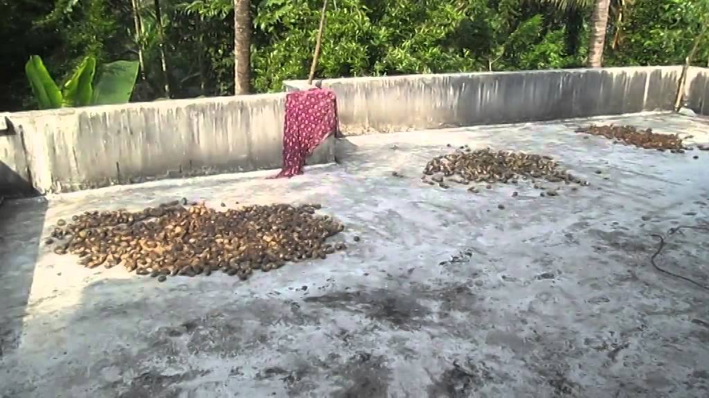 JATHI PLANTATION WITH HOUSE FOR SALE