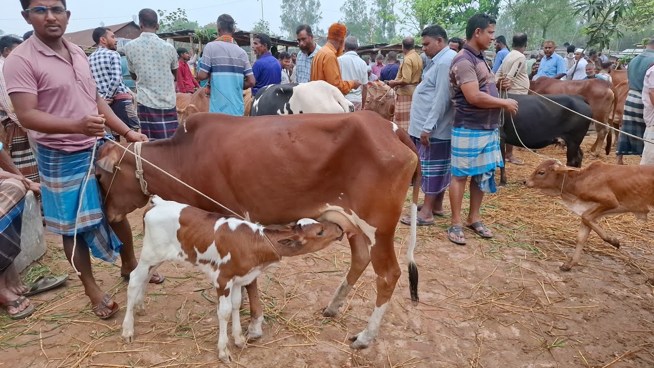 আজ ১৩/৩/২৬ | কমদামের মধ্যে বাছুরসহ গাভী গরুর দাম জানুন | আমবাড়ী হাট 
