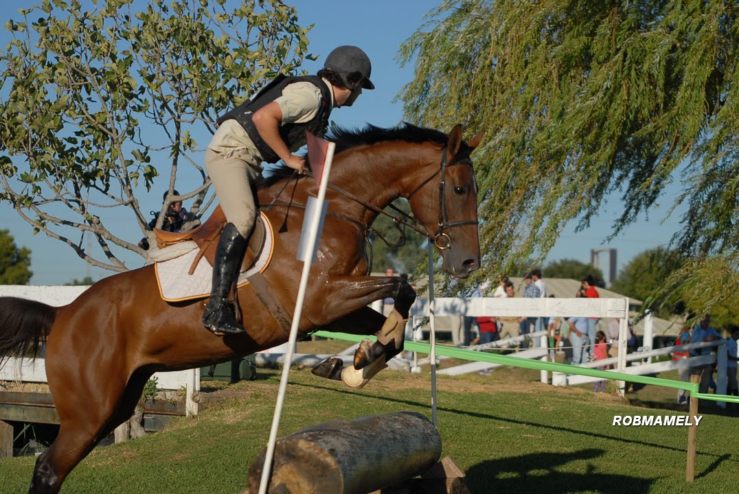 HÍPICA CONCURSO COMPLETO EQUITACIÓN CABALLOS ANGLO-ÁRABES 2016