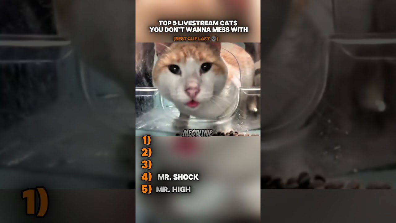 Top 5 Livestream Cats You Don&rsquo;t Wanna Mess With (You Know Mr. Fresh Had to Be Here) #shorts #memes