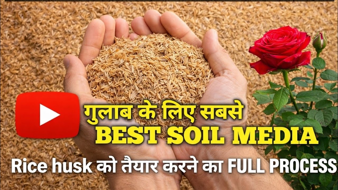 Rice huck for rose plant/Rice huck for gardening/Flower plant/Indoor plants!!