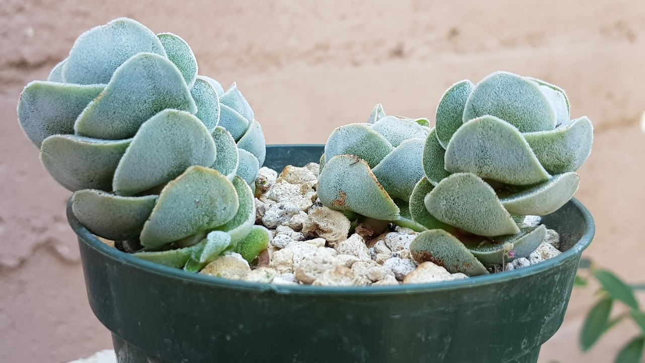 Crassula Ivory Pagoda, planta muy hermosa y un poco difícil de cuidar