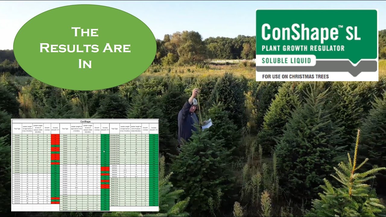 Christmas Tree Plant Growth Regulator ConShape Results