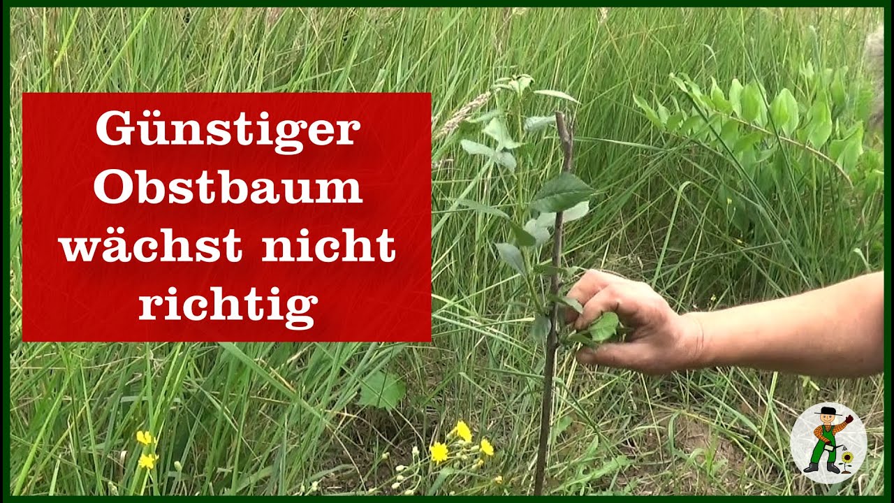 G&uuml;nstige Obstb&auml;ume aus Discounter kaufen?
