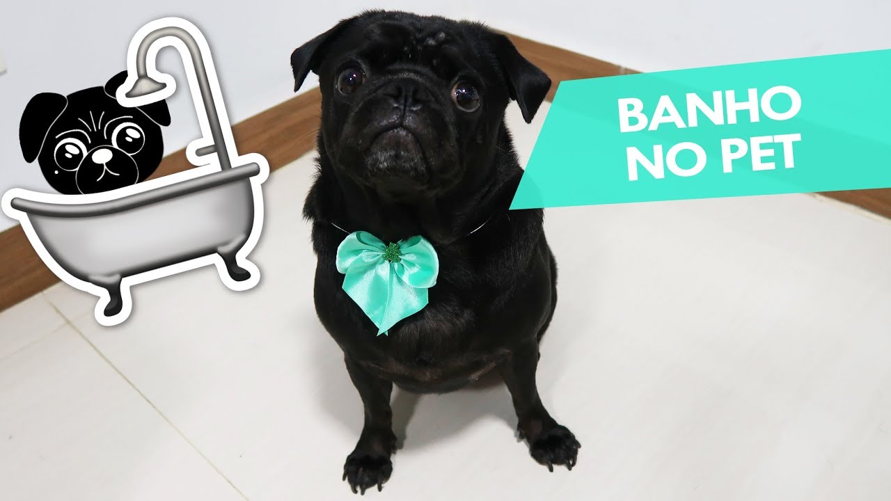 PRIMEIRO BANHO NO PET SHOP  🛁 🎈