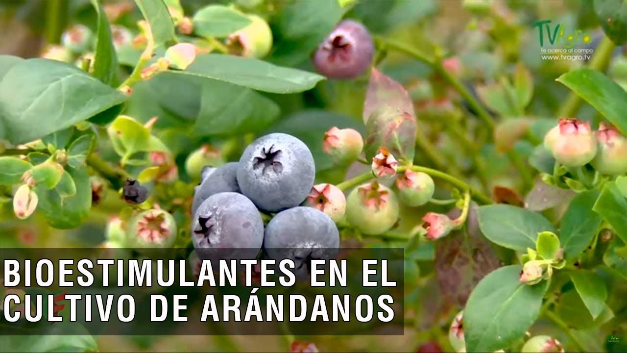 Bioestimulantes en el cultivo de arándanos - TvAgro por Juan Gonzalo Angel Restrepo
