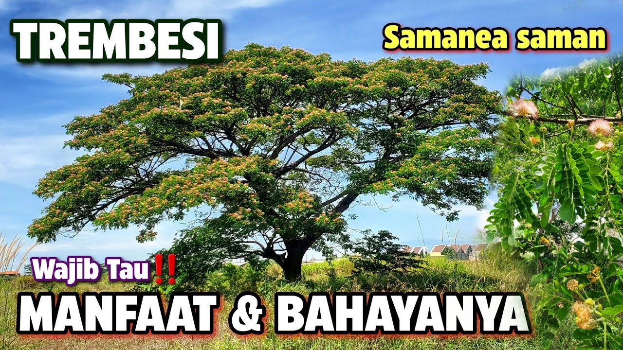 BENEFITS OF TREMBESI AND ITS DANGERS ‼️ Samanea saman #trembesi #samaneasaman Monkey pod tree