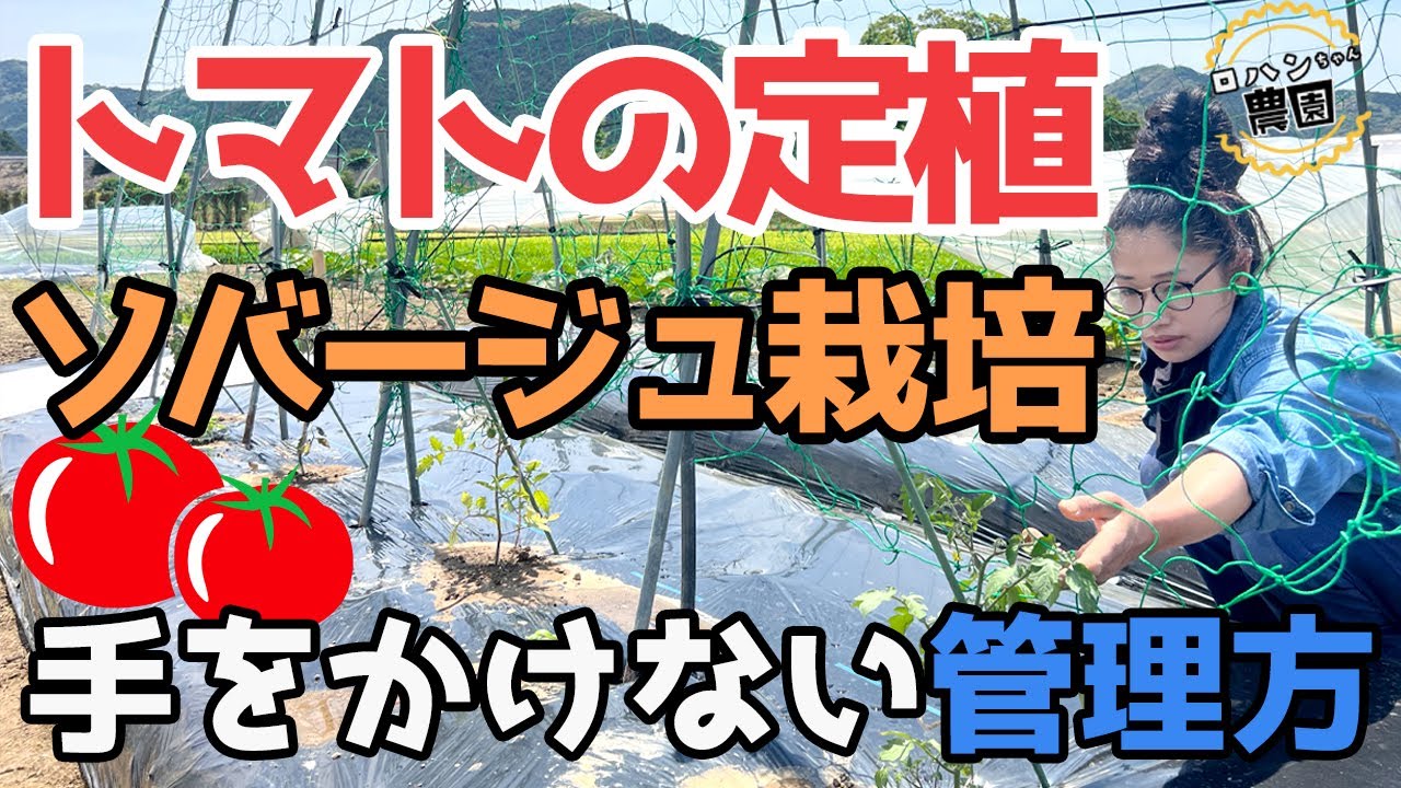【トマト定植】ソバージュ栽培　露地栽培　倒れない支柱作りと定植のポイントはコレ！手をかけない管理方法とは？　中玉トマトとミニトマトの定植を行いました　【トマト栽培】