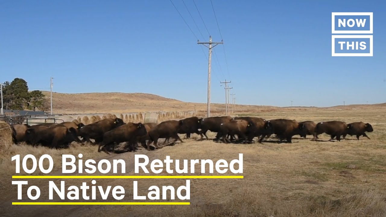 100 Bison Return to Native Land in South Dakota | NowThis Earth