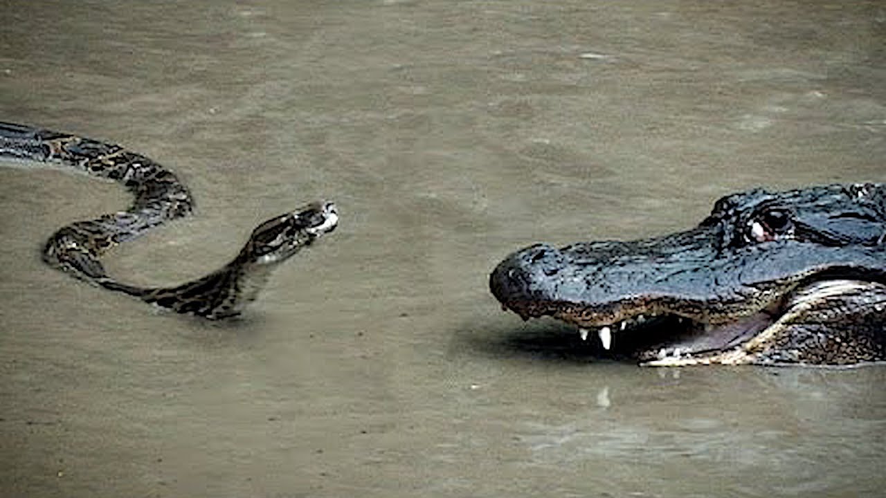 TOP 10 ANIMALES MÁS LETALES DE ASIA