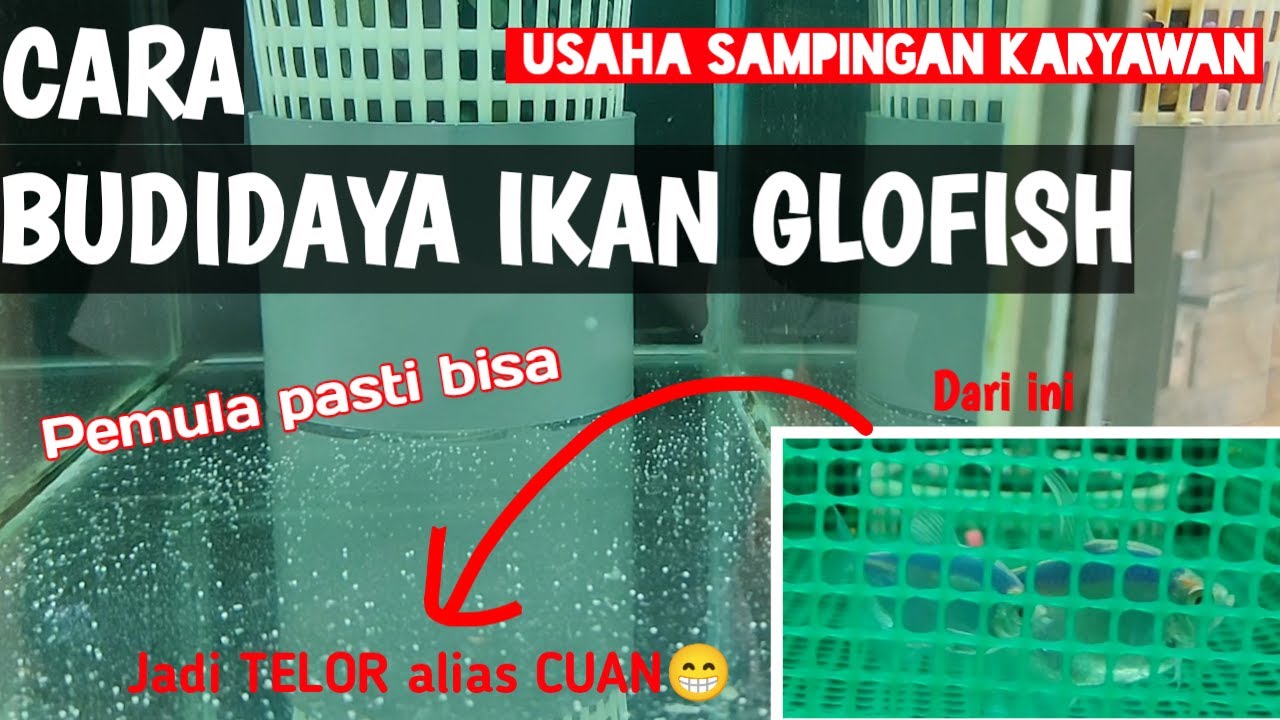 Как выращивать рыбу Glofish для начинающих » вики полезно Часть 1