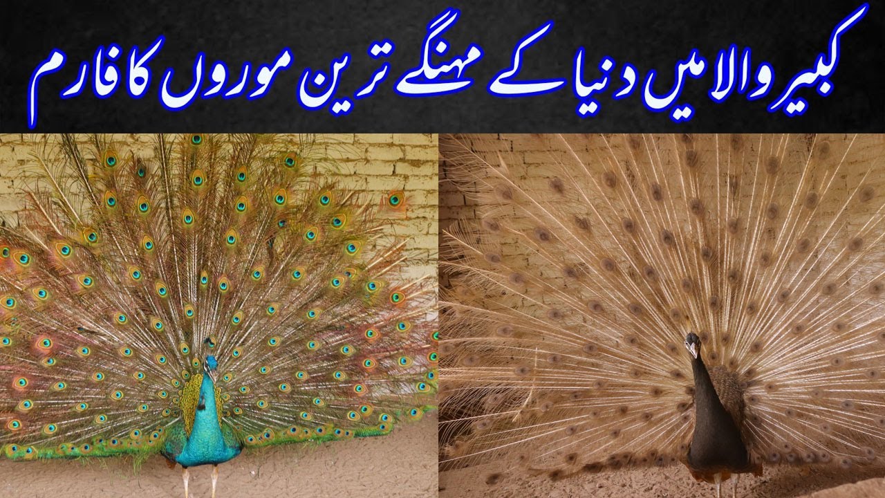 Green Java Moor/Peacock Farming | Visited at  Dilshad Ahmand II Peacock Moor Farm in Pakistan 2022