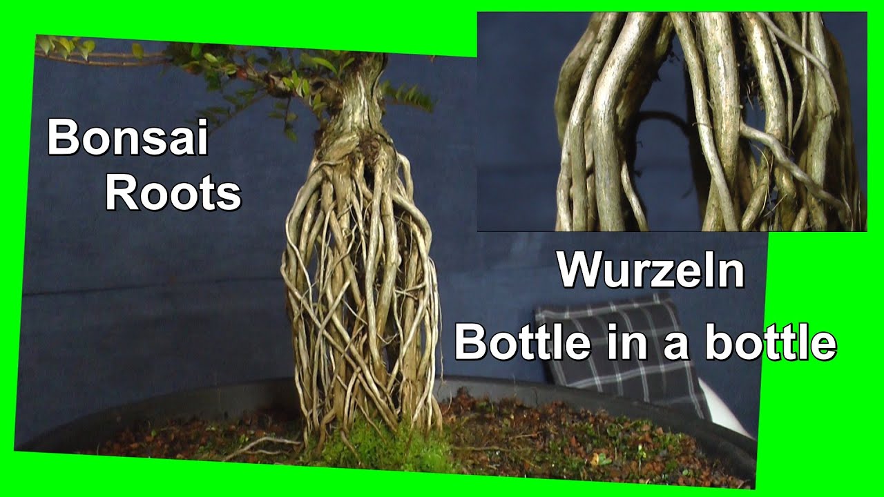 Bonsai Bottle in a Bottle Fantasie. Bonsai und Eichen nach einem Jahr. Wurzelgestaltung