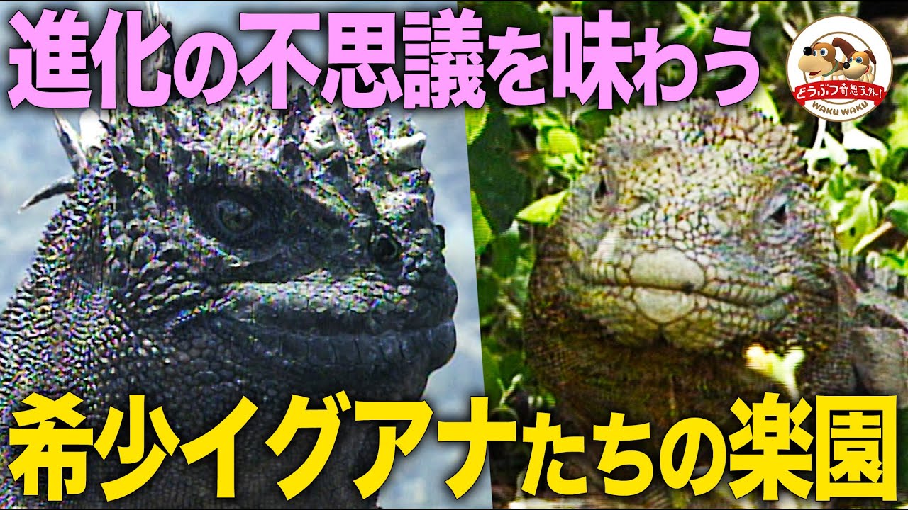 【ガラパゴスのイグアナ完全版】海に潜るゴジラ!?400万年かけて進化した希少イグアナたちの楽園を千石先生が行く【どうぶつ奇想天外／WAKUWAKU】