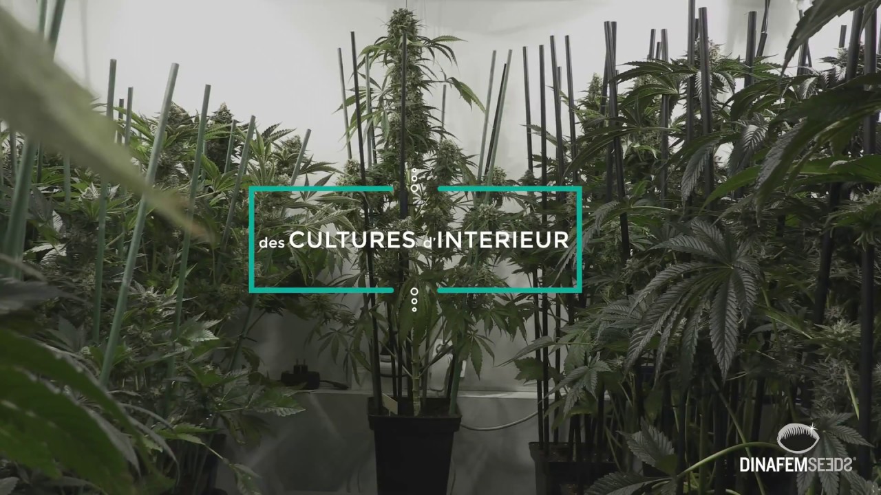 Visite d'une culture en int&eacute;rieur de diff&eacute;rentes vari&eacute;t&eacute;s indicas de chez Dinafem