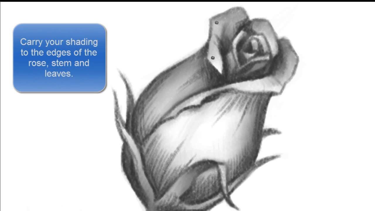 How to Draw a Young Rose