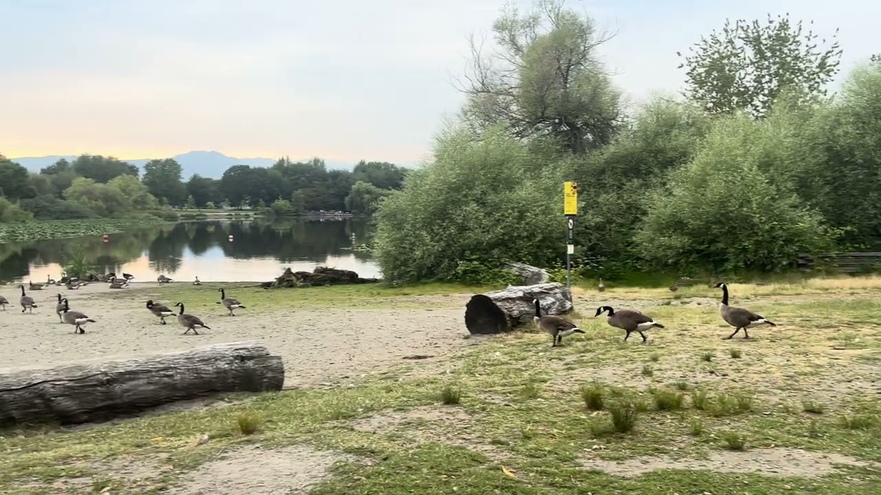 Ducks walking in a line.