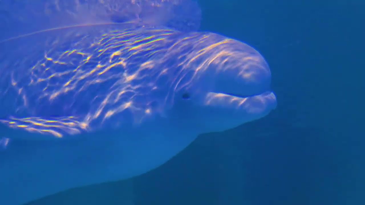 Cook Inlet Beluga Whales A Ghost in the Water