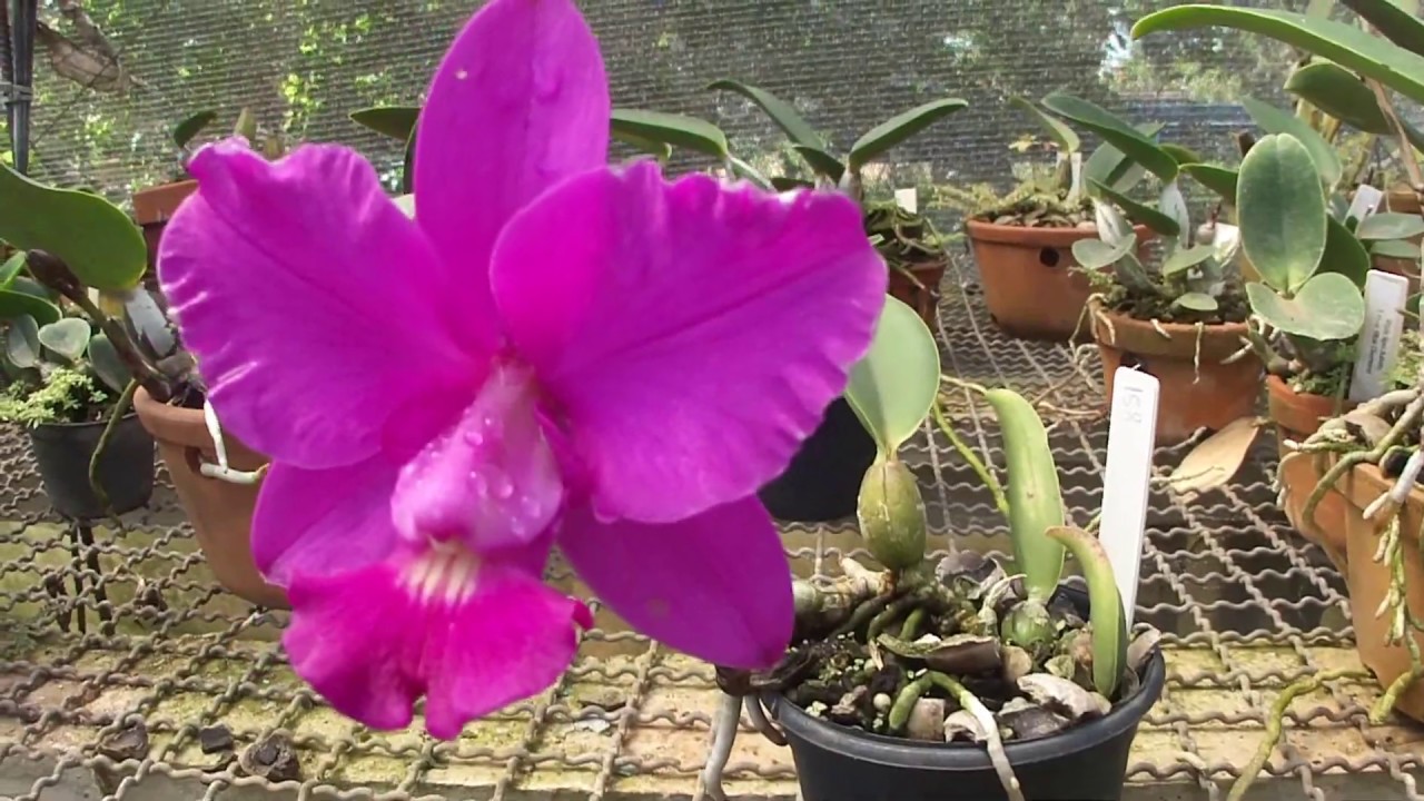 Como cultivar Cattleya Walkeriana.