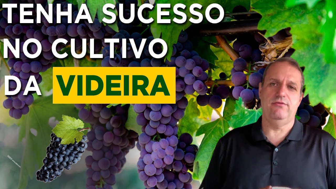 Cultivo de Uva: Dicas Essenciais para Produzir Frutos Perfeitos! 🍇