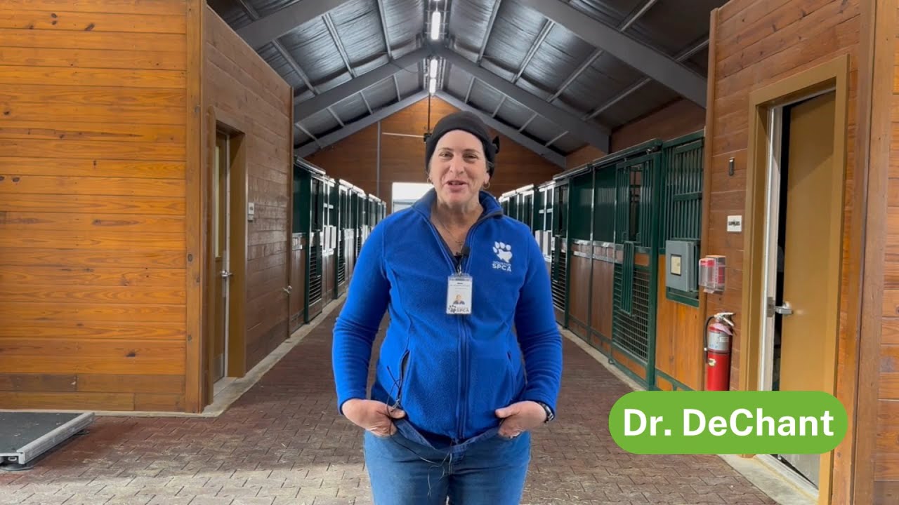 The Pet Pawcast: Horse Care Basics