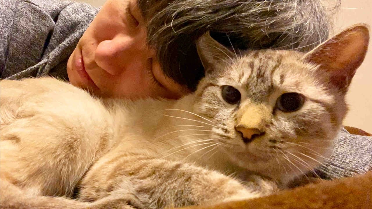 毎日一緒にベッドで眠って朝には仲良く二度寝しちゃう猫と飼い主【猫を飼ってる気持ちになれる動画】
