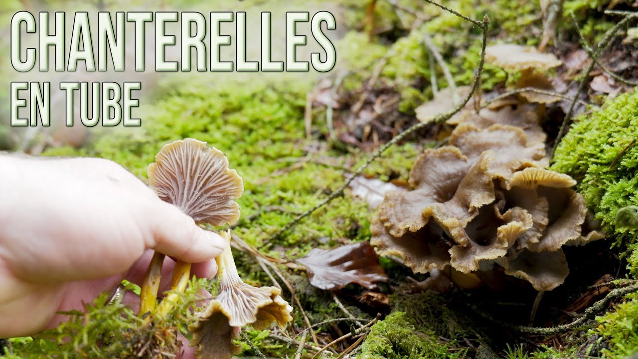 Une ultime cueillette de chanterelles en tube. Une prospection avant le gel et la fin de saison !