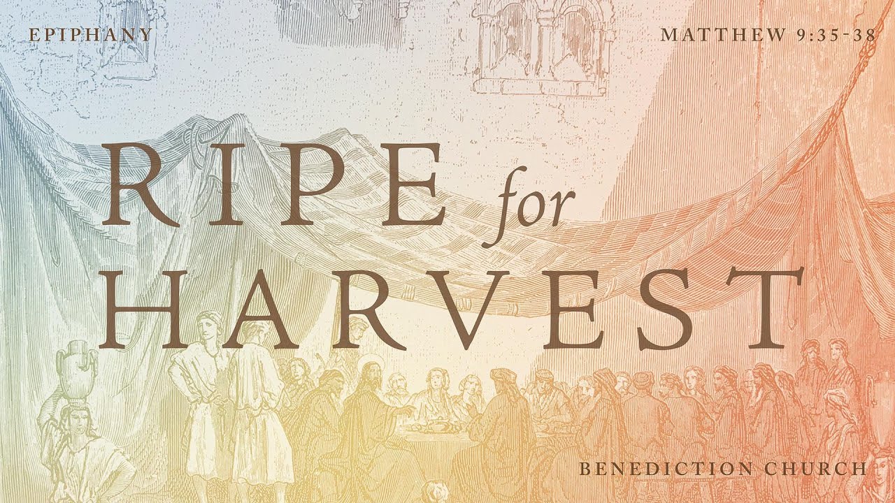 Ripe for Harvest | Fr. Mike Rutledge