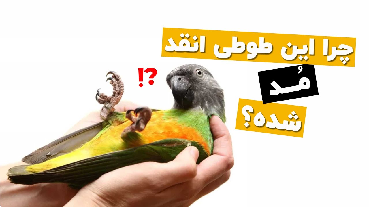 طوطی سنگال بانمک و باوفا رو بهتر بشناس!