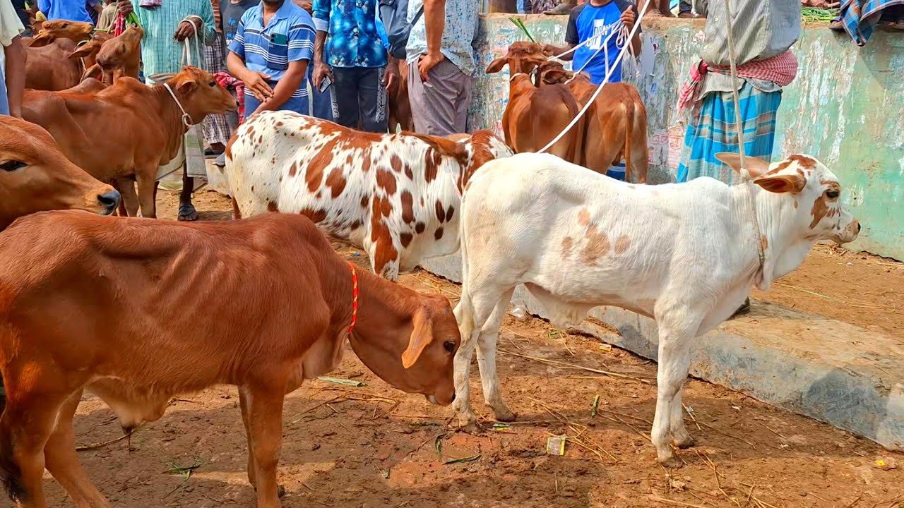১৪/৩/২৬/  ঈদুল ফিতর উপলক্ষে  বর্ডার এলাকার গরুর হাটে ষাঁড় বাছুর গরুর ক্রেতা শূন্য জয়পুরহাট গরুরহাট 