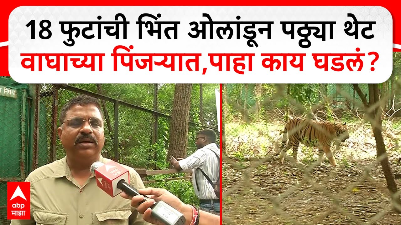 Nagpur Man Enters Tiger Den : 18 फुटांची भिंत ओलांडून पठ्ठ्या थेट वाघाच्या पिंजऱ्यात,पाहा काय घडलं?