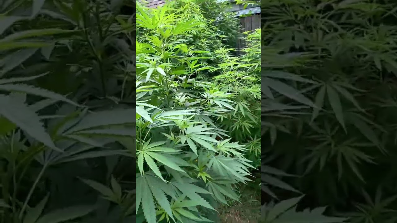 Durban poison in front then 2 mulange gold and the  budzilla of it the aculpulco gold