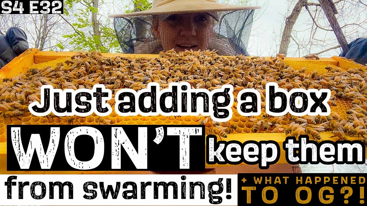 🍯 SHE’s BACK!!!! + how I’m keeping my bees from SWARMING / Beekeeping 101 #beekeeping