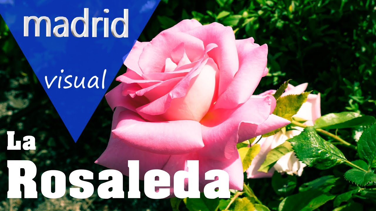 ROSALEDA de MADRID 🌹 Parque del Oeste