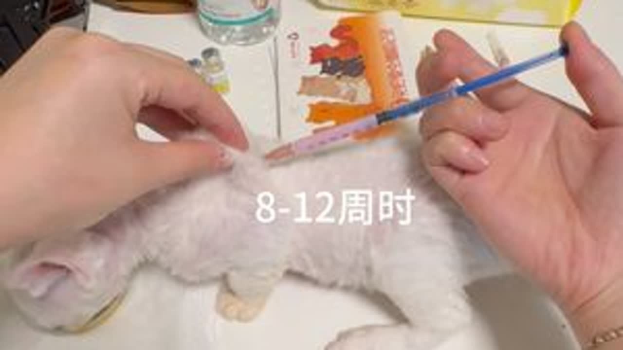 Xxin德文猫舍|关于疫苗 如果真的爱她\他请从一开始就选择一个健康的他\她#萌宠日常记录 #记录猫咪日常 #德文猫舍 #德文卷毛猫 #德文猫舍vlog