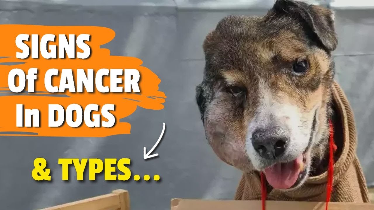 SIGNS of CANCER in Dogs 🐶⚠️and Common TYPES of CANCER